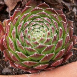 Sempervivum - Dachwurz - Hauswurz